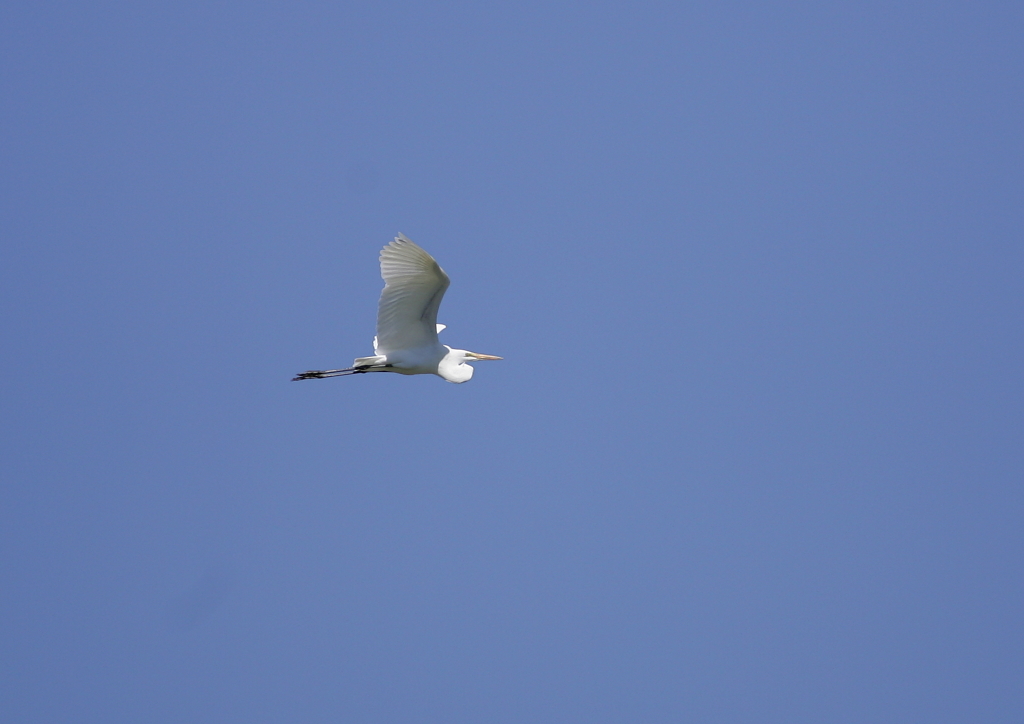 大空を舞う・・・⑧