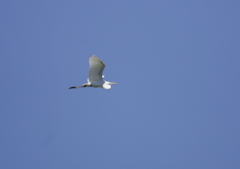 大空を舞う・・・⑧