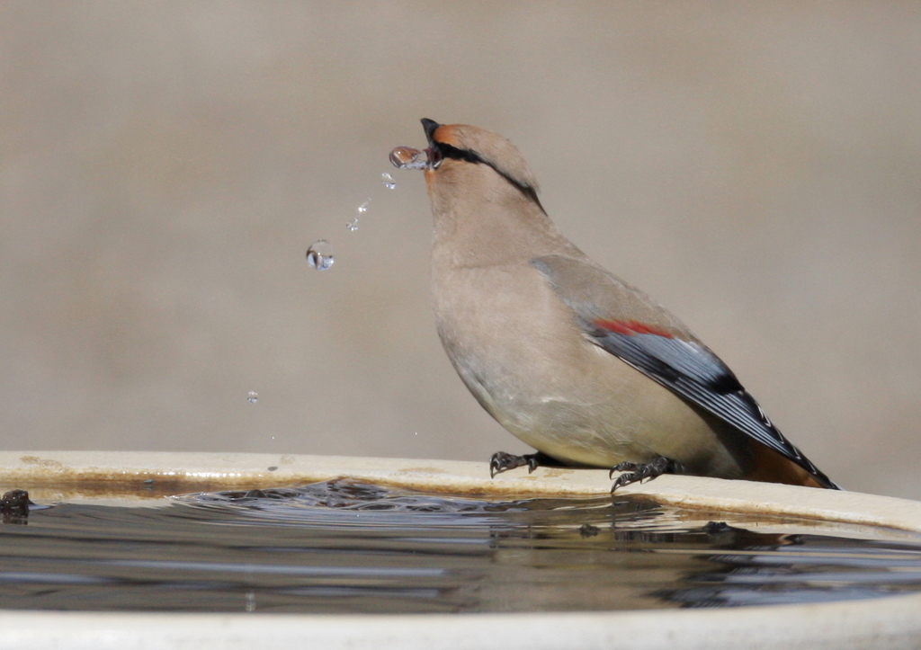 水飲み場⑥