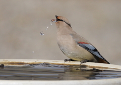 水飲み場⑥