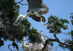 「なんだ、隣の旦那さんかぁ・・・」