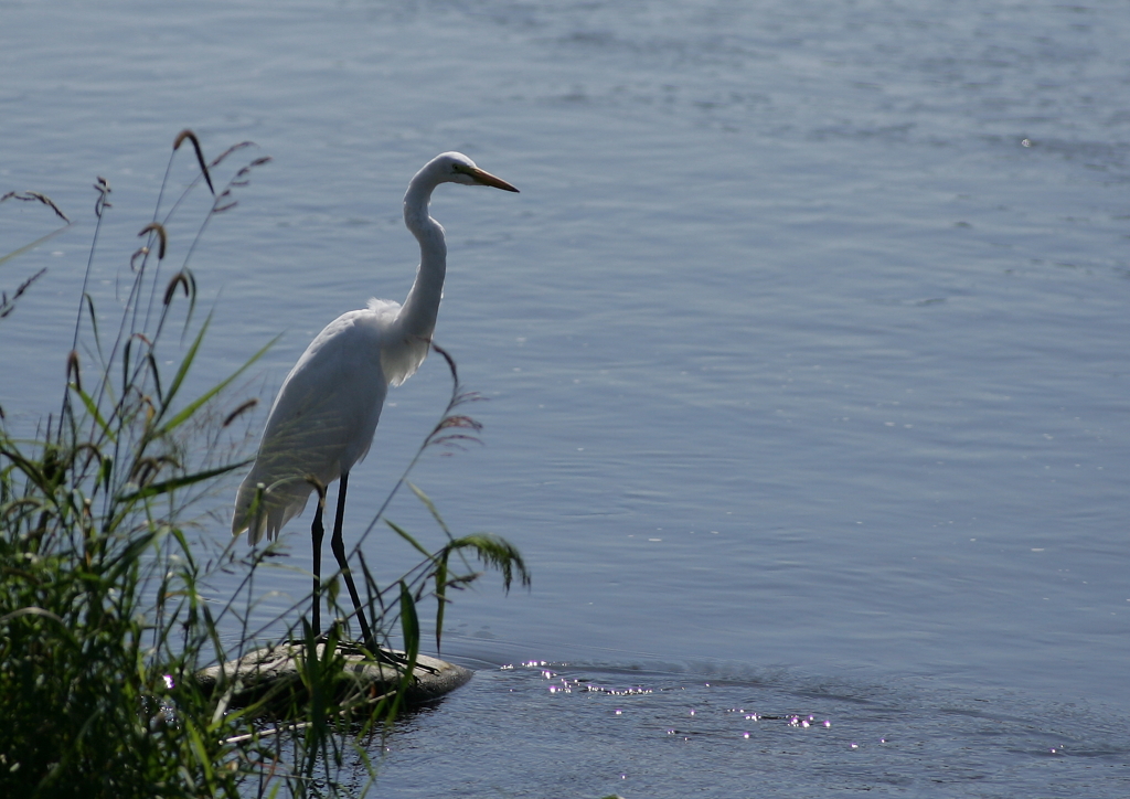 1.狩り、序章・・・