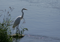 1.狩り、序章・・・