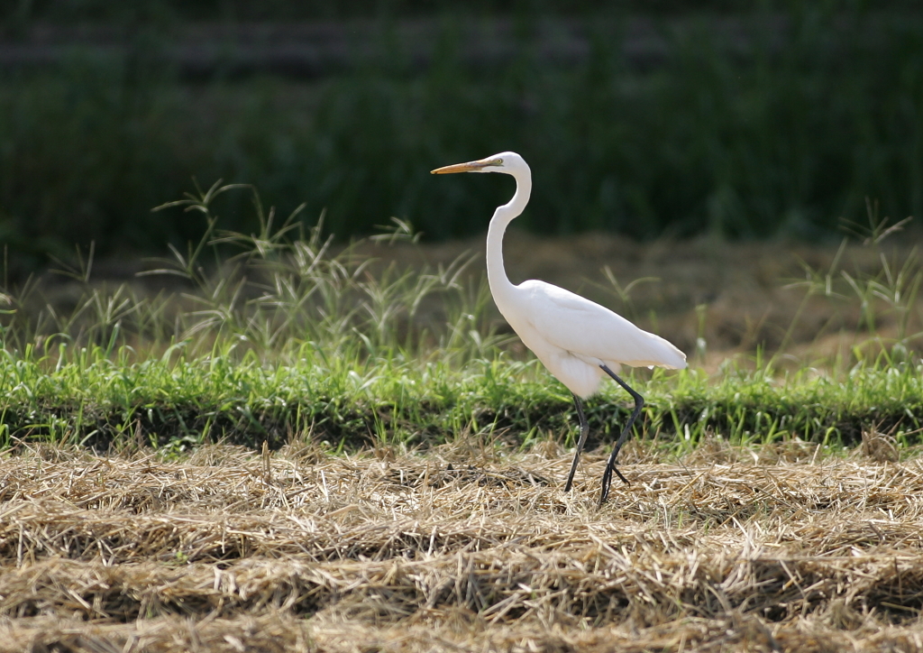 さぁ、行こう・・・
