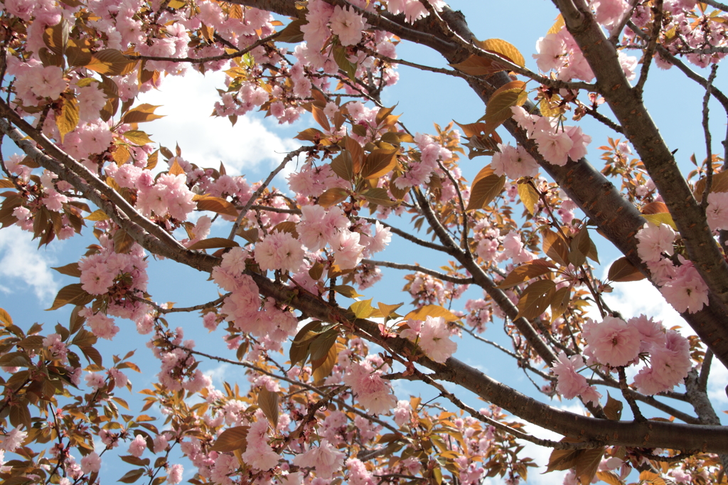 八重桜(^-^)