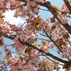 八重桜(^-^)