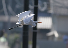 2.住宅地で・・・②