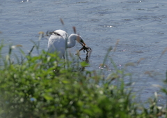 4.捕らえた獲物は・・・④