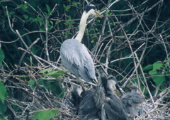 巣の補強・・・②