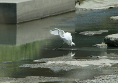 おさかなちゃ～ん・・・