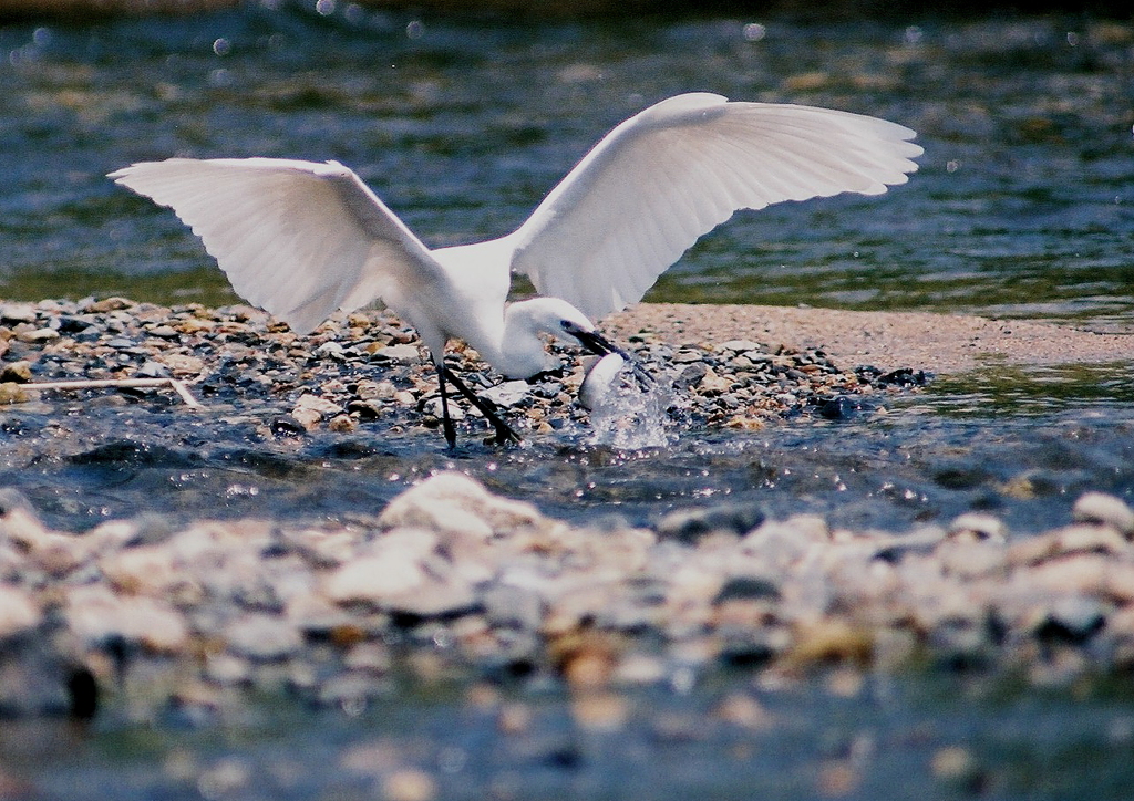 捕ったど～！②
