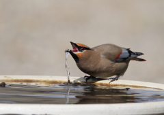水飲み場③