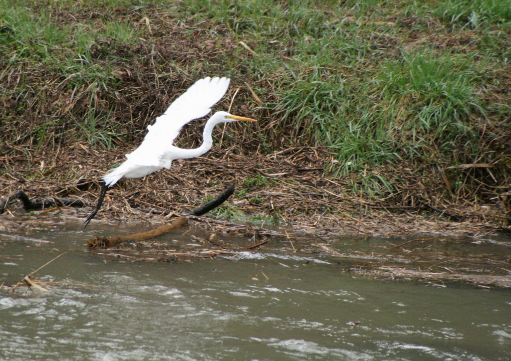 水、汚いね・・・