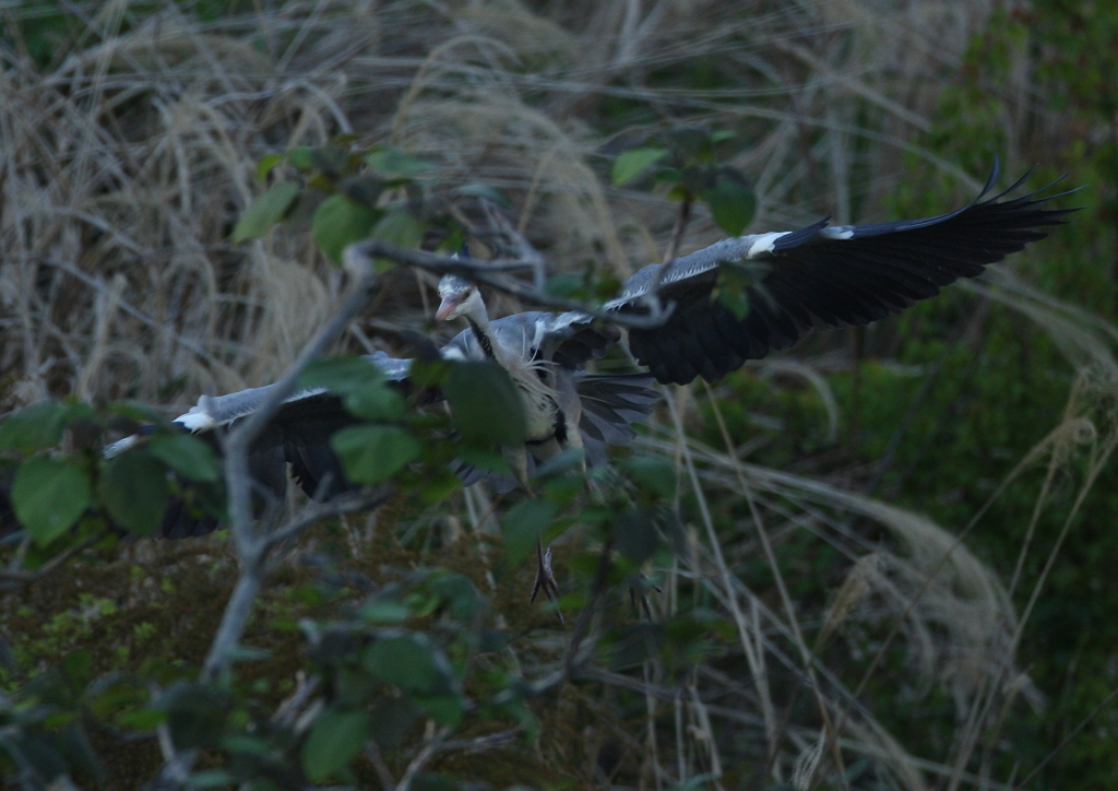 茂みの中を・・・