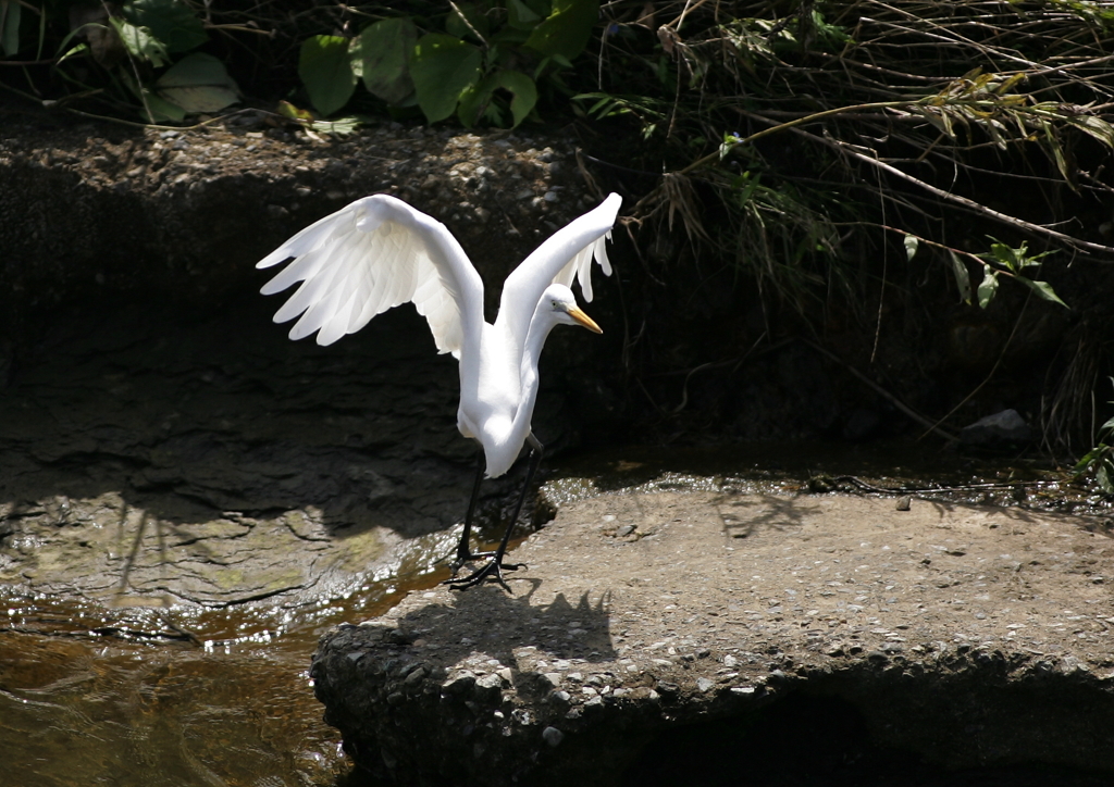 1.飛び立つ瞬間・・・