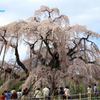三春の滝桜　
