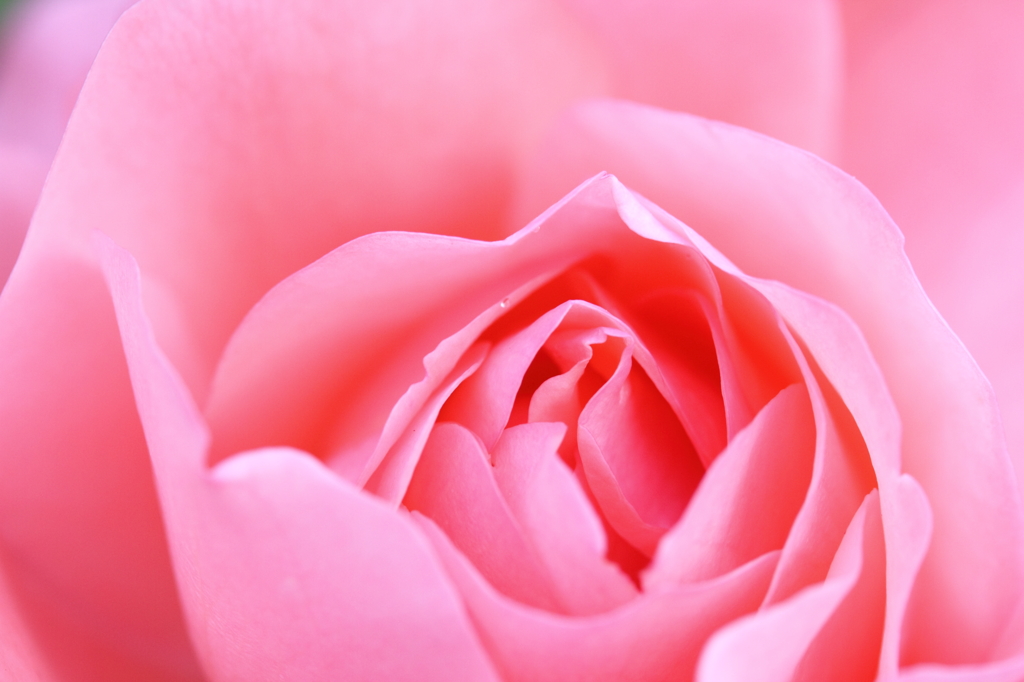 薔薇