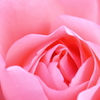 薔薇