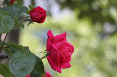 薔薇　