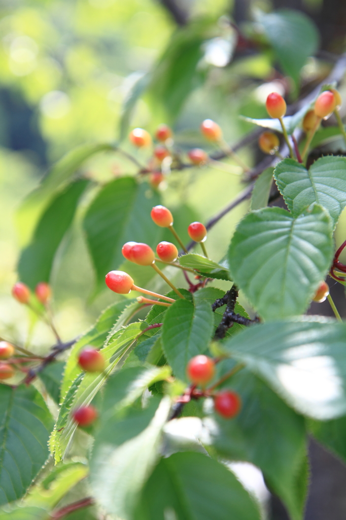 桜の実　（奥多摩湖にて、）