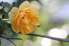 薔薇　