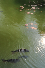霞ヶ城公園内の池の鯉