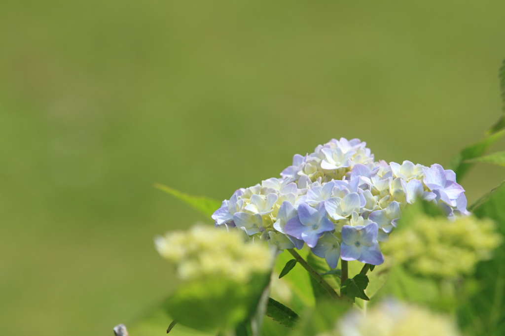 紫陽花
