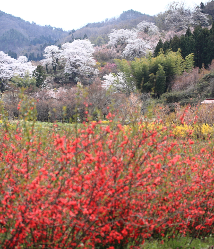 花見山公園