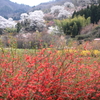 花見山公園