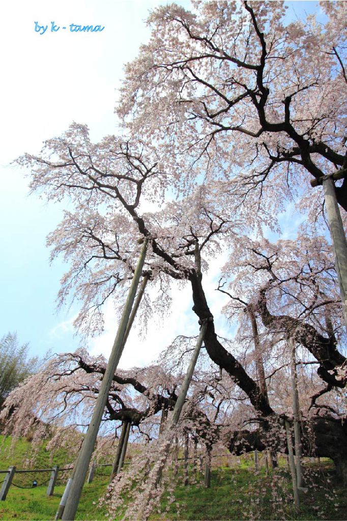 三春の滝桜　