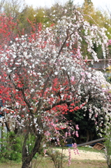 福島・花見山公園
