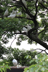樹木に群がる、白い鳩。