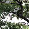 樹木に群がる、白い鳩。