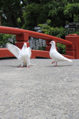 鎌倉・鶴岡八幡宮