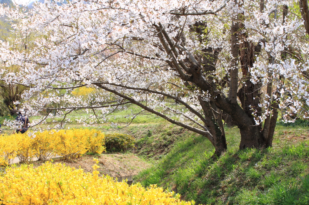 福島・花見山公園