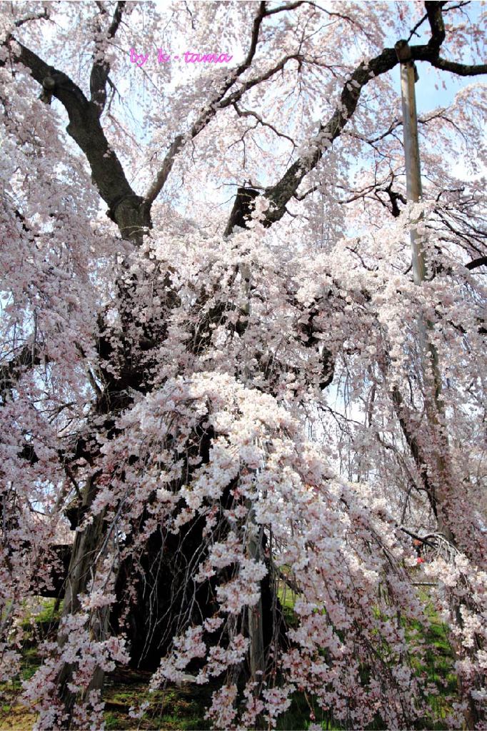 壮麗な滝桜　