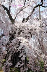 壮麗な滝桜　