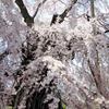 壮麗な滝桜　