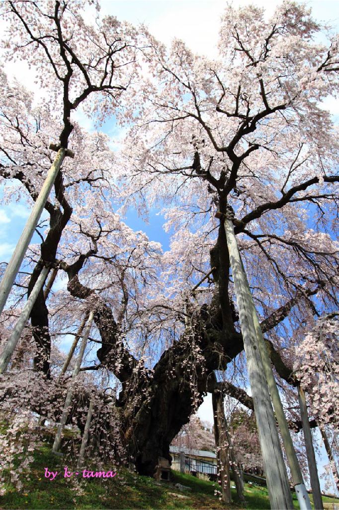 聳える滝桜
