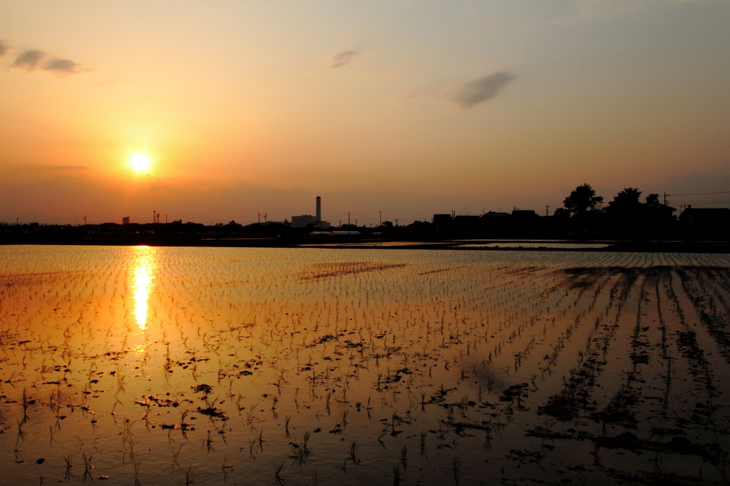 田植え後の夕景