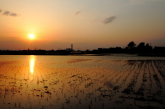 田植え後の夕景
