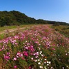 秋 桜