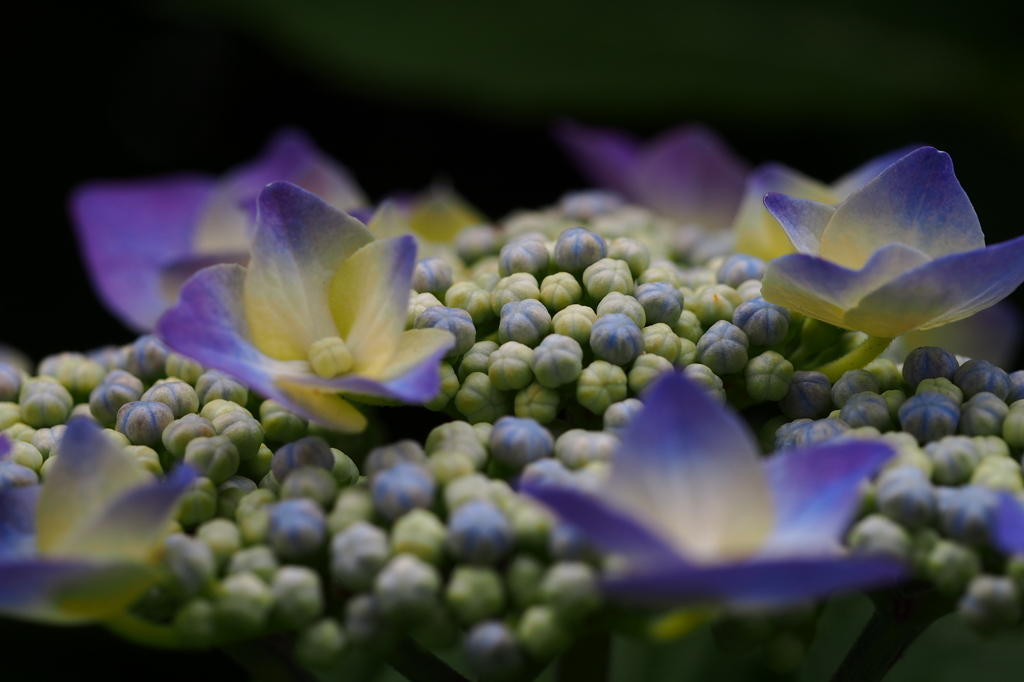 紫陽花