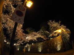 2017-04-14_彦根城 夜桜 (5)