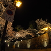 2017-04-14_彦根城 夜桜 (5)