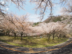 奥琵琶湖 sakura_2017-04-16 (2)