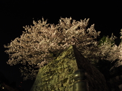2017-04-14_彦根城 夜桜 (3)