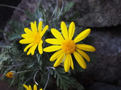 花-春 (3)