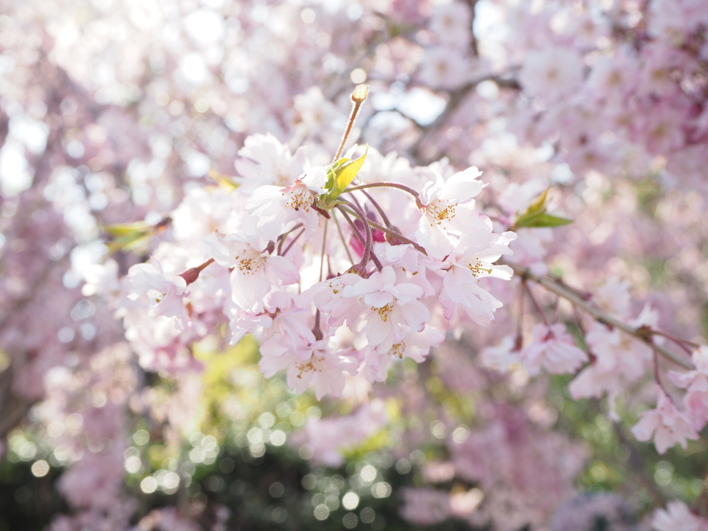 sakura_ (1)