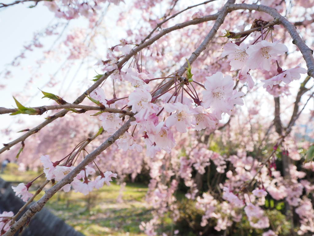sakura_ (2)
